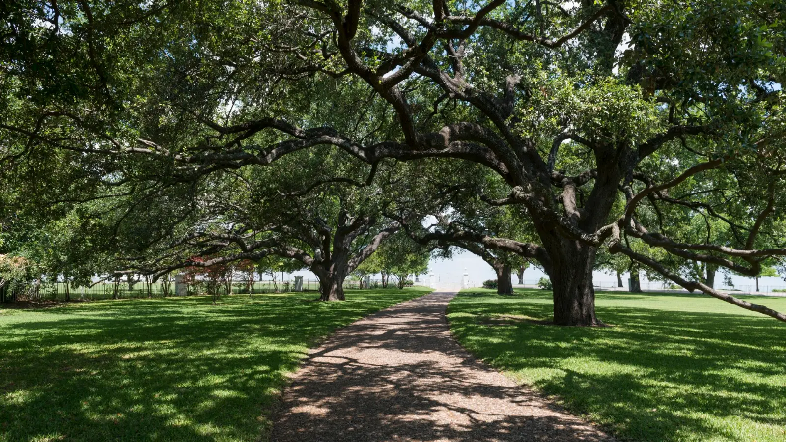 A quiet path under large live oak trees in Texas