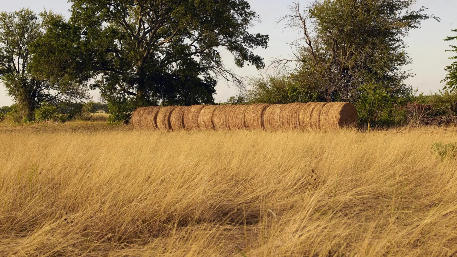 Tall prairie grass and round hay bales on Texas ranch land